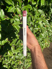 Resident Evil by Philip J Reed